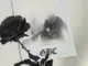 Lil Peep  getting money still sad too Ft. Horse Head Mp3 Download