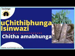 CHITHIBHUNGA Ufunukwenzani Mp3 Download