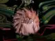 Frigid Armadillo  Invisible People ft Classic Desire Mp3 Download